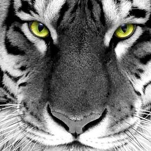 Meet your Posher, Armando